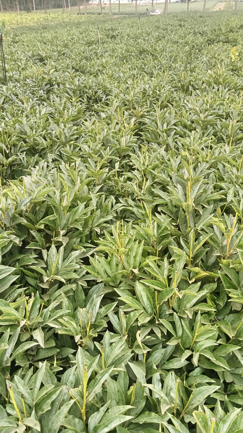 白芍纯精品线蒲棒白芍5年大田自家白芍