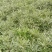 白芍纯精品线蒲棒白芍5年大田自家白芍