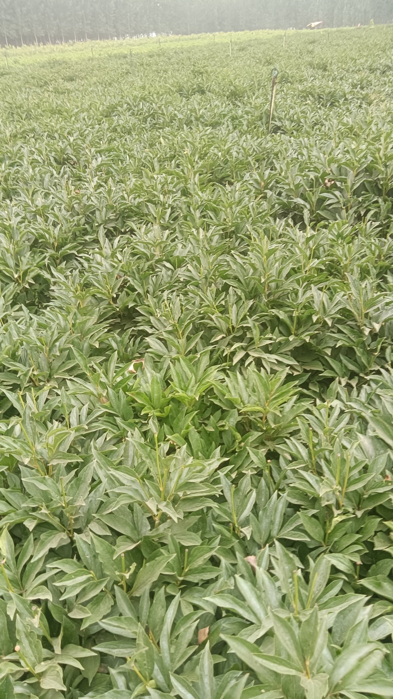 白芍纯精品线蒲棒白芍5年大田自家白芍