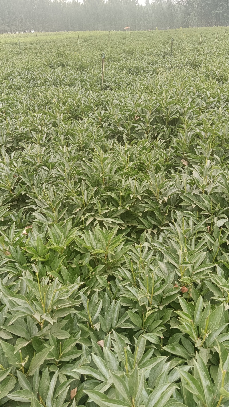 白芍纯精品线蒲棒白芍5年大田自家白芍