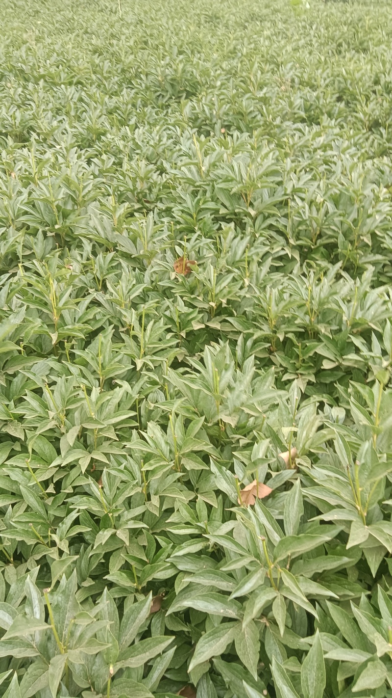 白芍纯精品线蒲棒白芍5年大田自家白芍