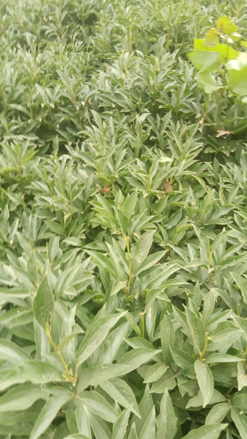 白芍纯精品线蒲棒白芍5年大田自家白芍