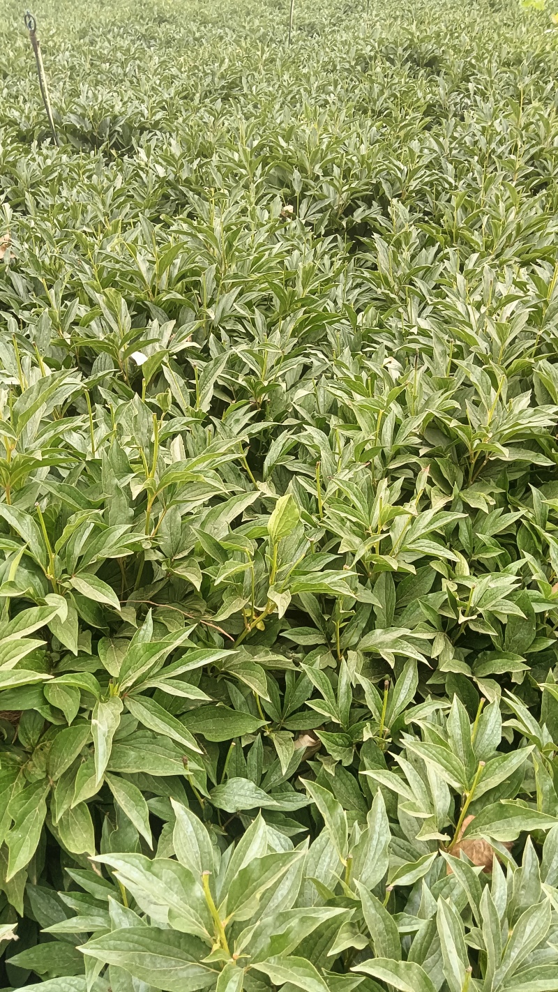 白芍纯精品线蒲棒白芍5年大田自家白芍