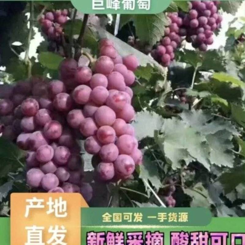 河北巨峰葡萄产区，拥有万亩套袋巨峰葡萄，品质优良！