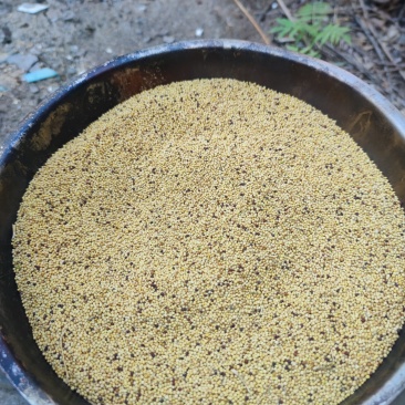 黄菜籽通货。有5吨