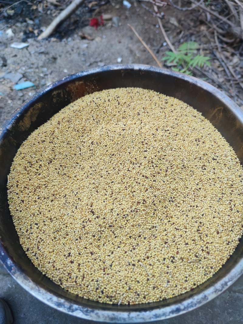 黄菜籽通货。有5吨