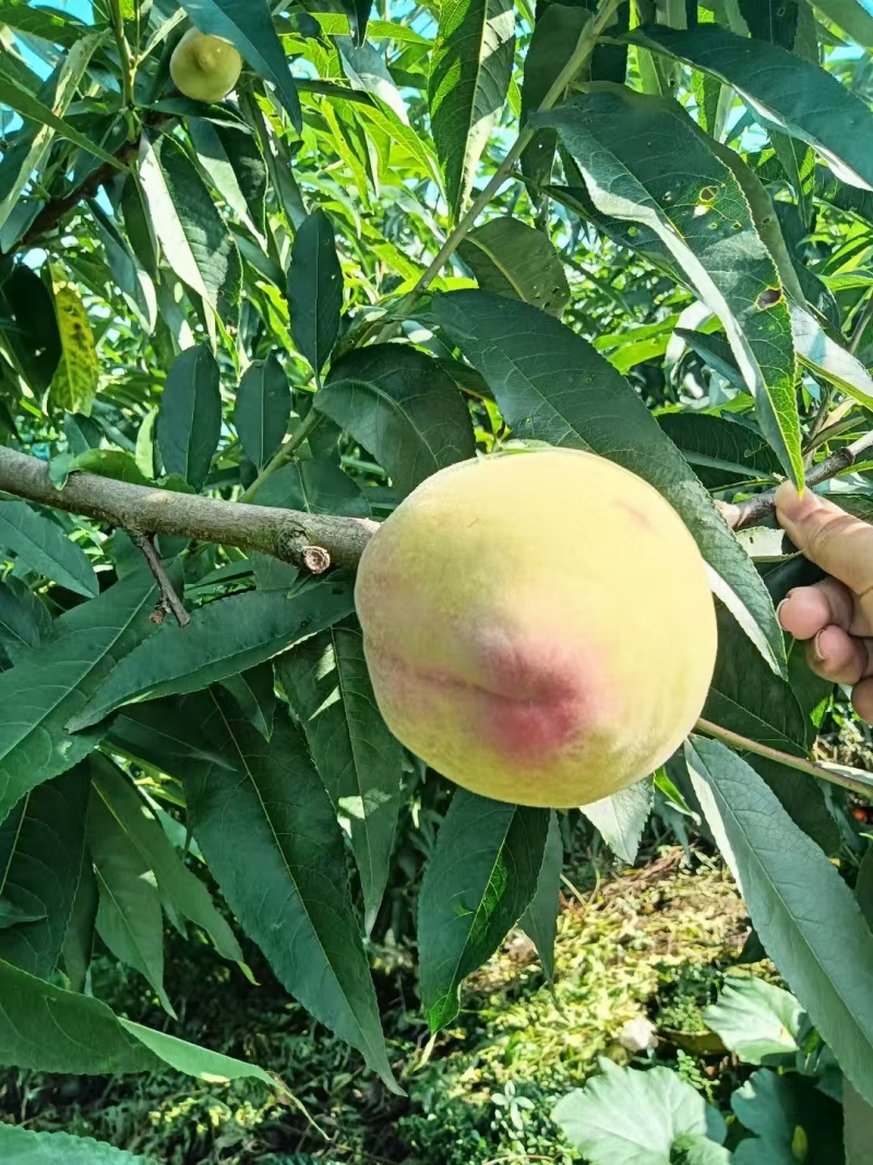 鹰嘴脆桃