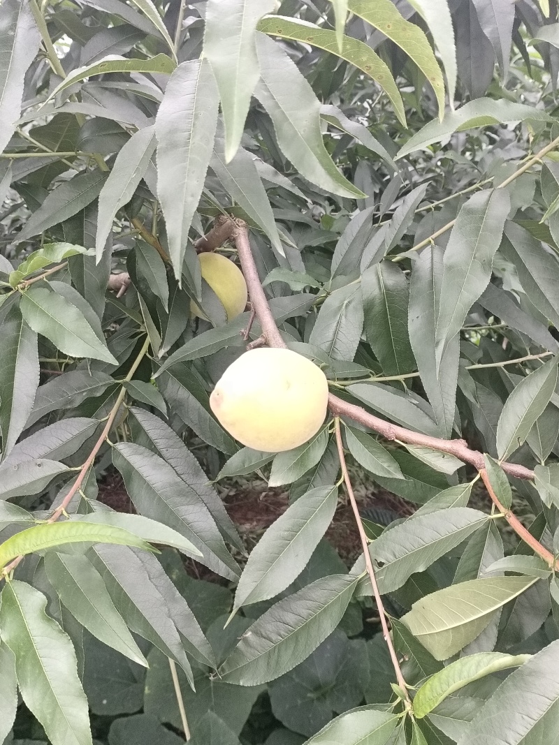 鹰嘴脆桃