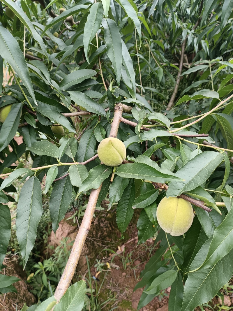 鹰嘴脆桃