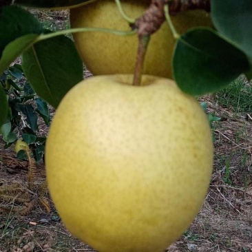 脆甜多汁黄金梨