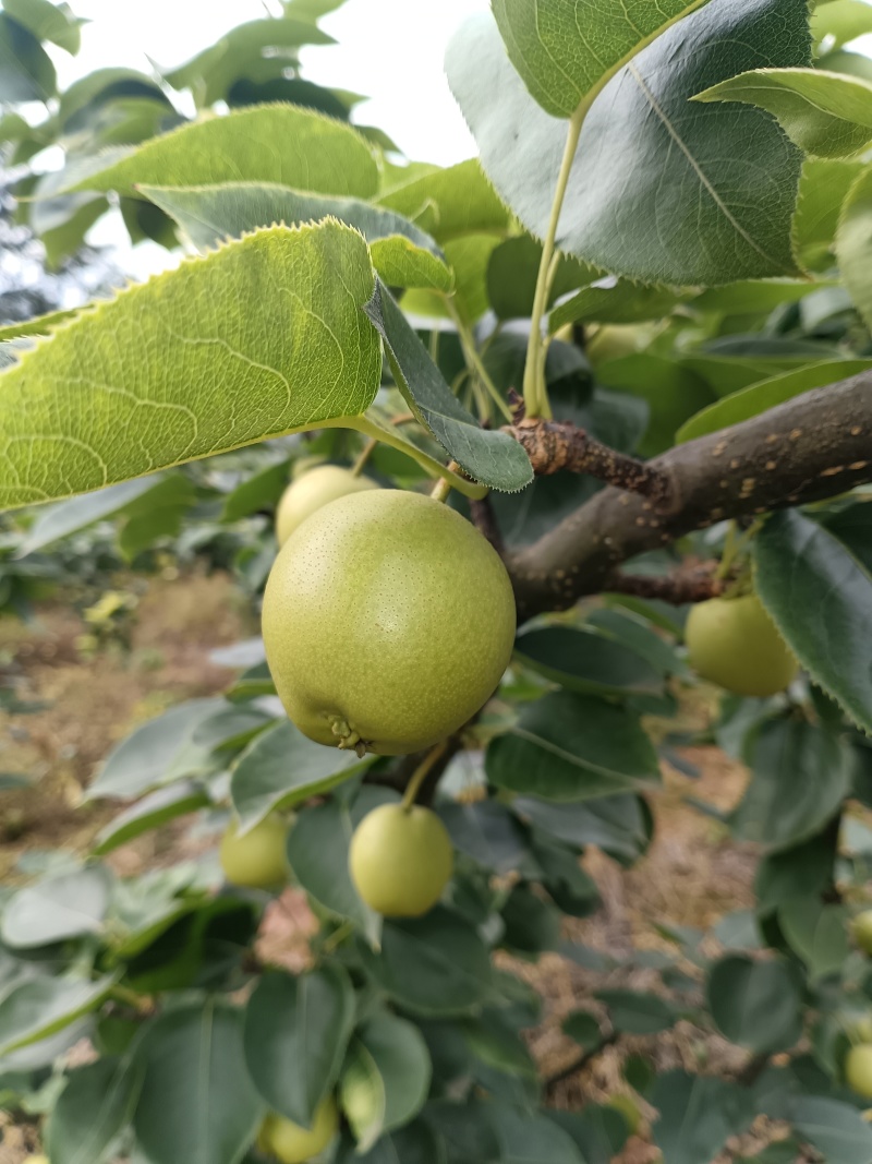 脆甜多汁黄金梨