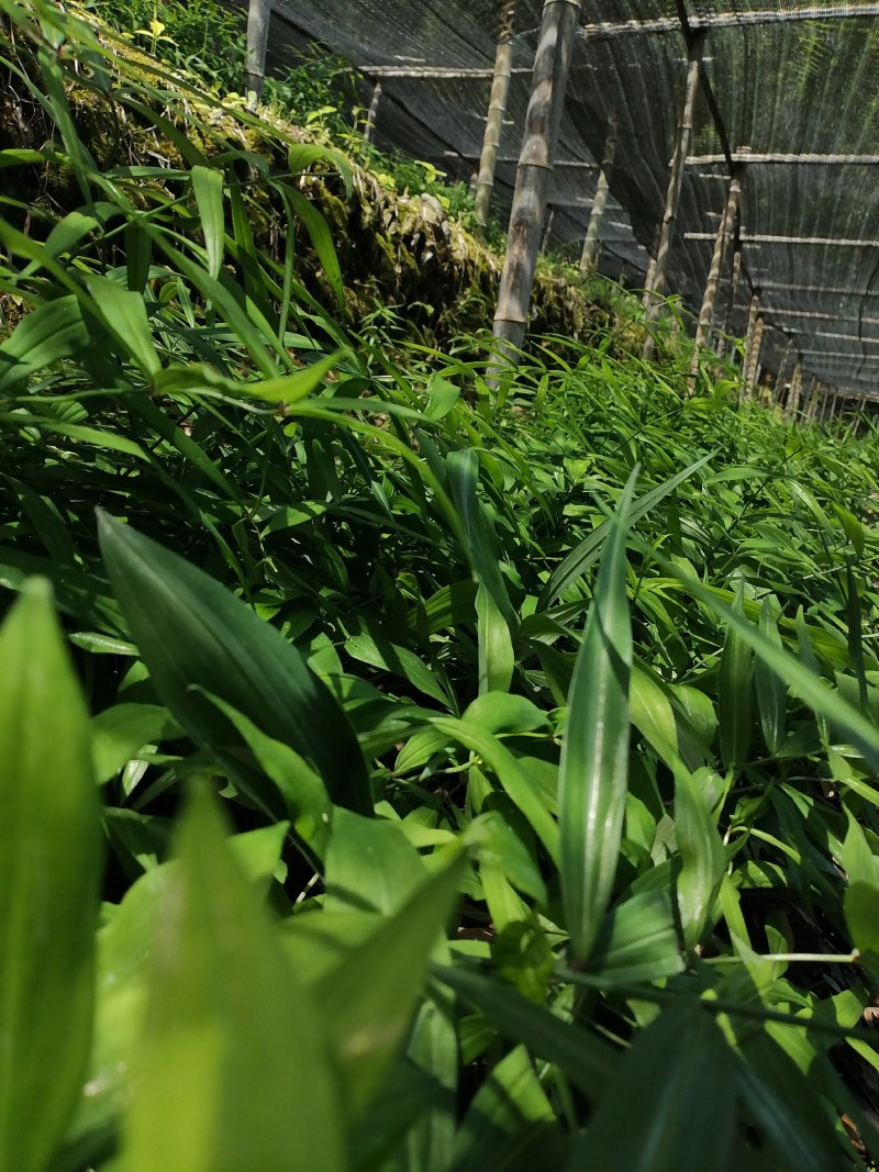 滇黄精二年苗