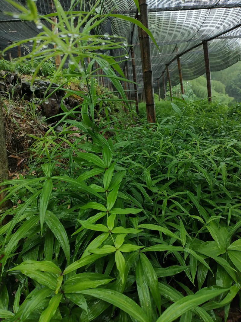 滇黄精二年苗