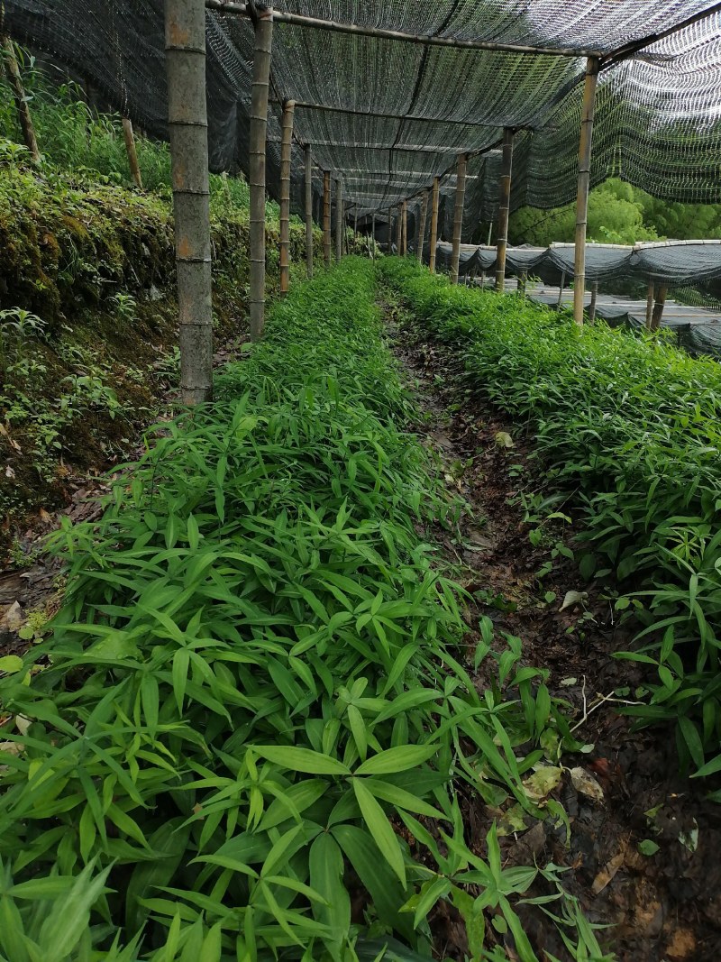滇黄精二年苗