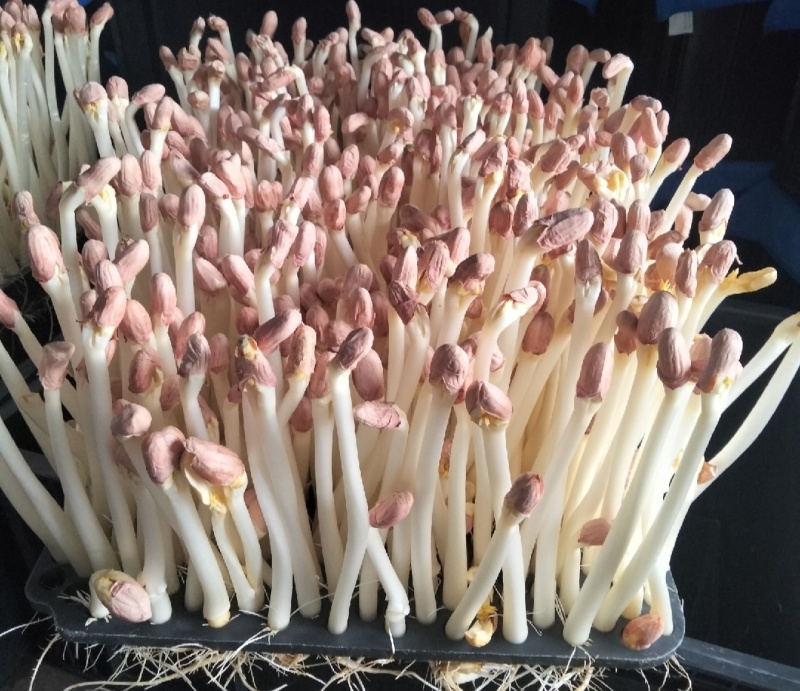 辽宁铁岭花生芽，以品质论价格，以诚信为本周边供货