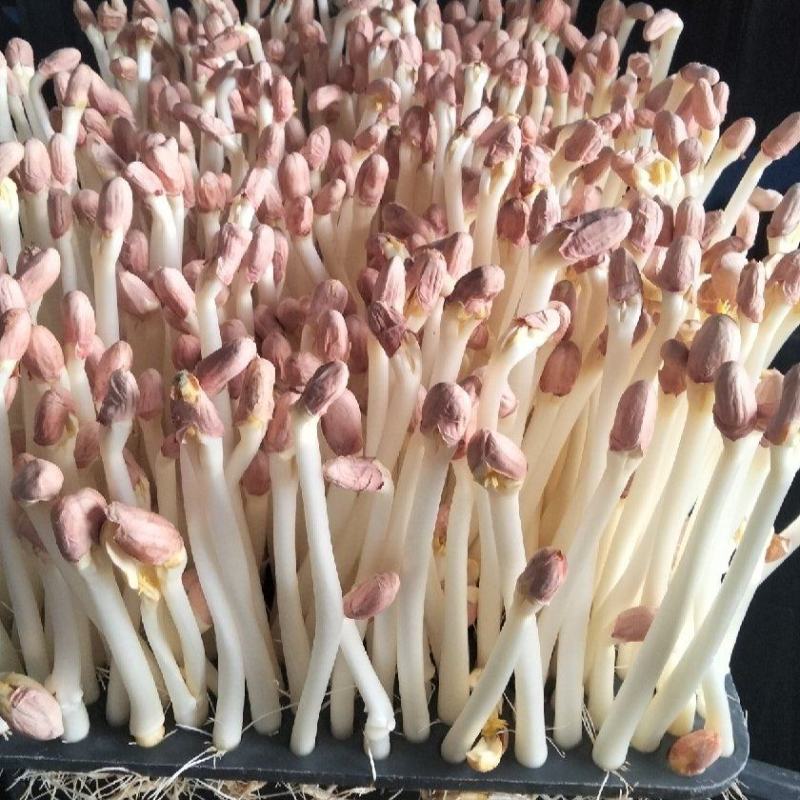 辽宁精品花生芽，以品质论价格，以诚信为本周边发货