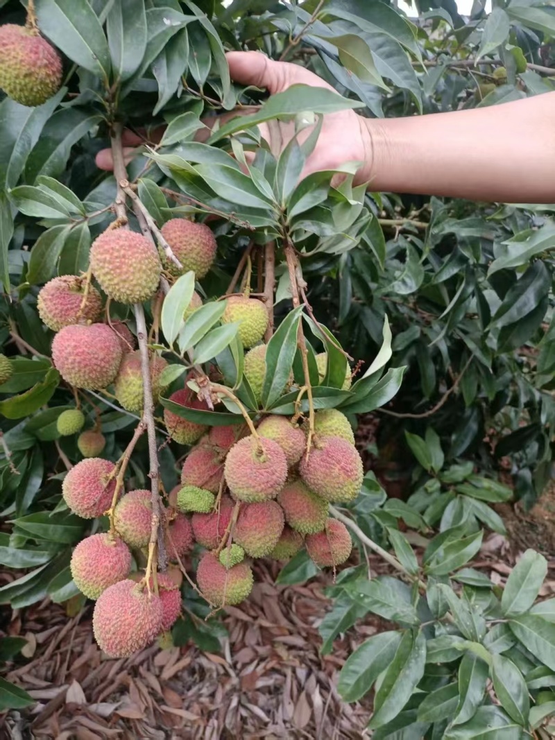 高州妃子笑现摘现发顺丰快递