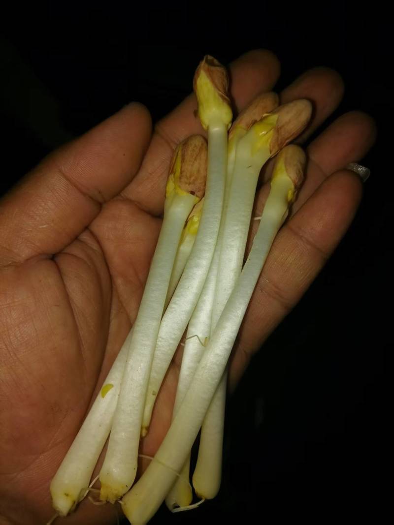 辽宁精品花生芽，以品质论价格，以诚信为本周边发货