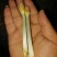 辽宁精品花生芽，以品质论价格，以诚信为本周边发货