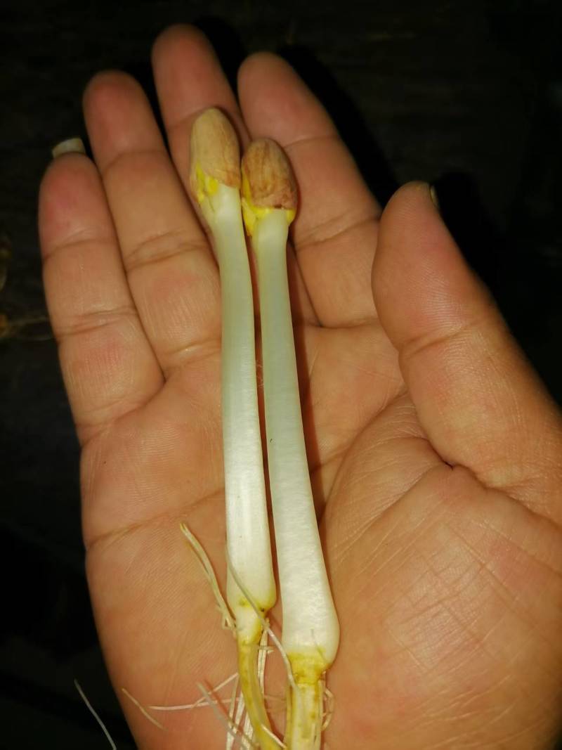 辽宁精品花生芽，以品质论价格，以诚信为本周边发货