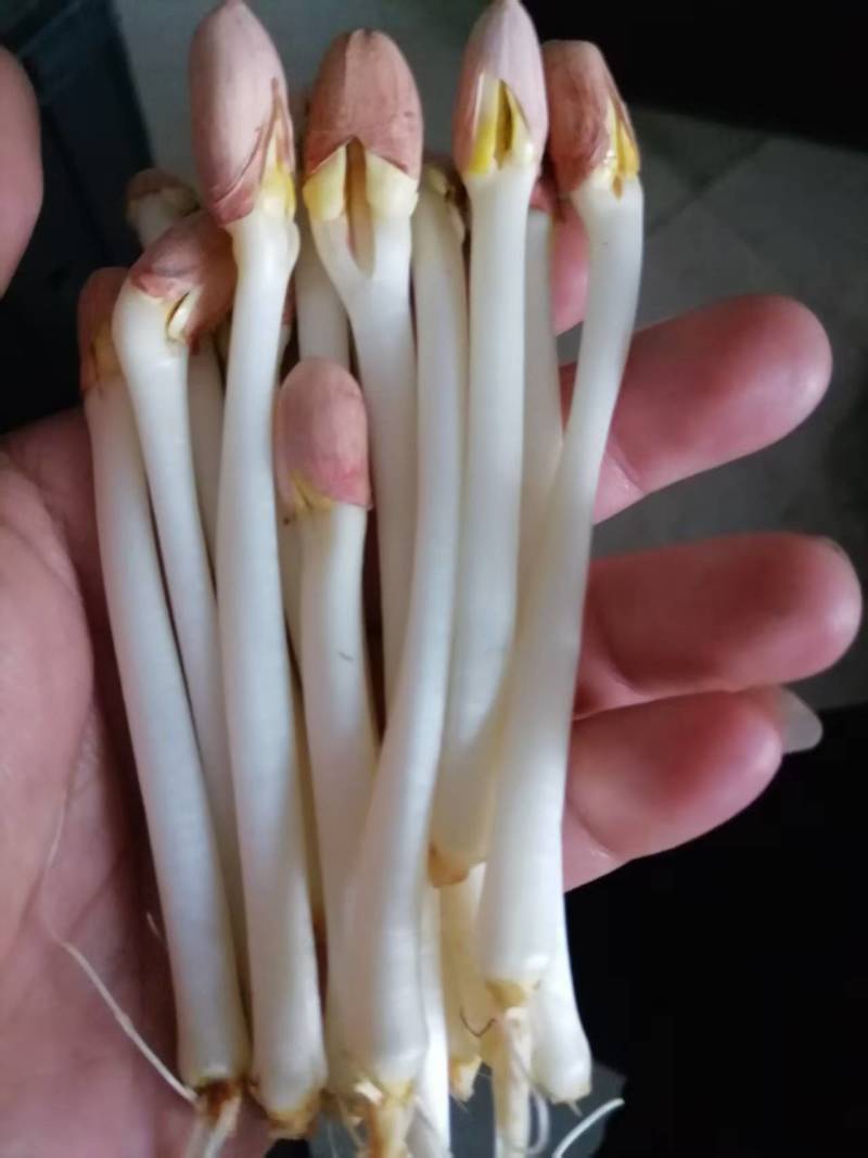 辽宁精品花生芽，以品质论价格，以诚信为本周边发货
