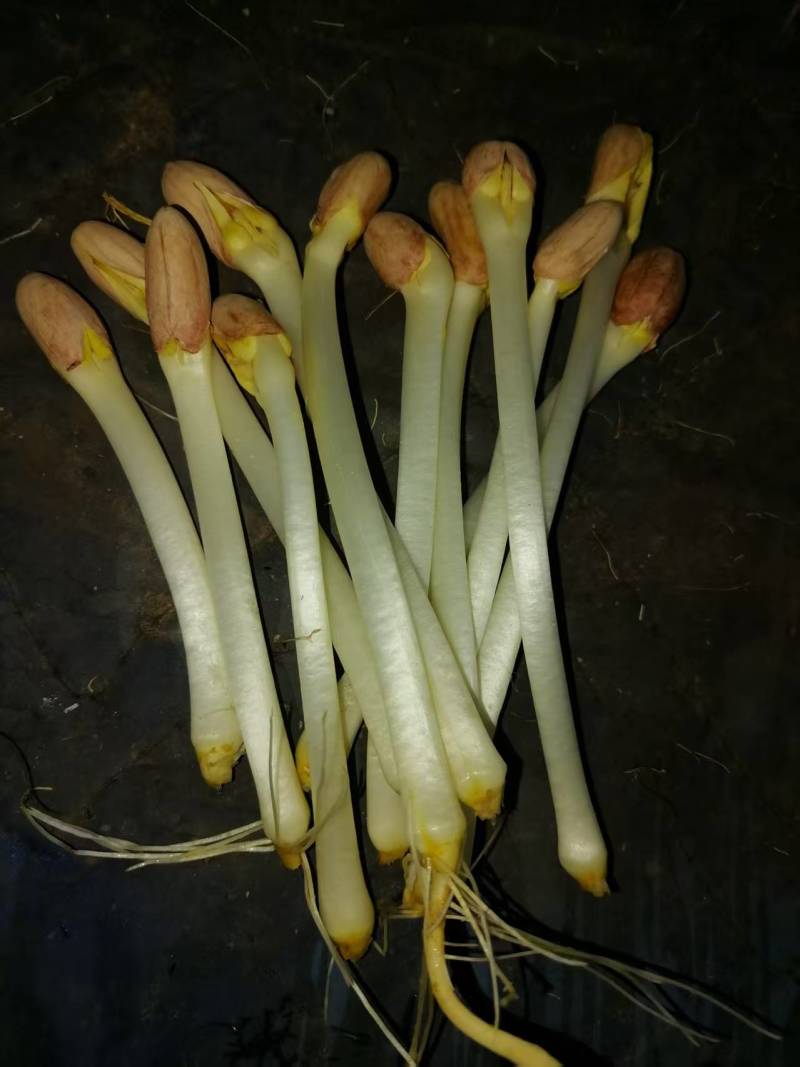 辽宁精品花生芽，以品质论价格，以诚信为本周边发货