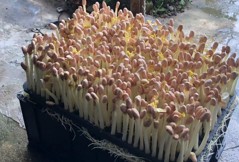 辽宁精品花生芽，以品质论价格，以诚信为本周边发货