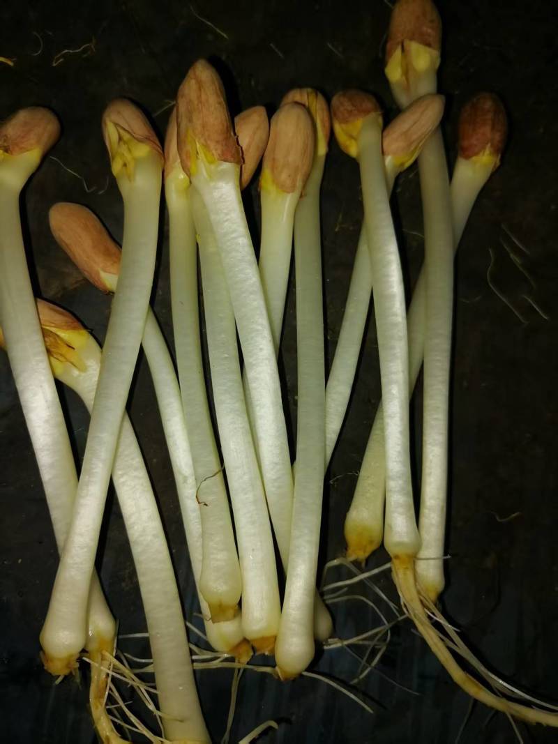 辽宁精品花生芽，以品质论价格，以诚信为本周边发货