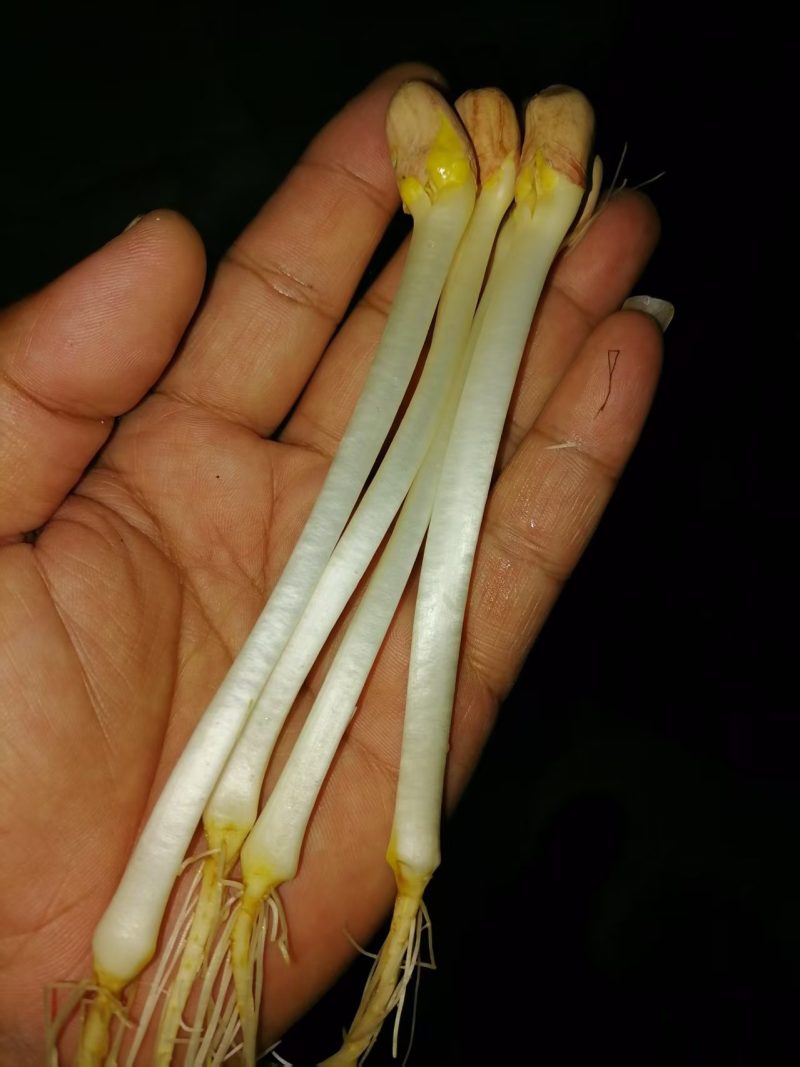 辽宁精品花生芽，以品质论价格，以诚信为本周边发货
