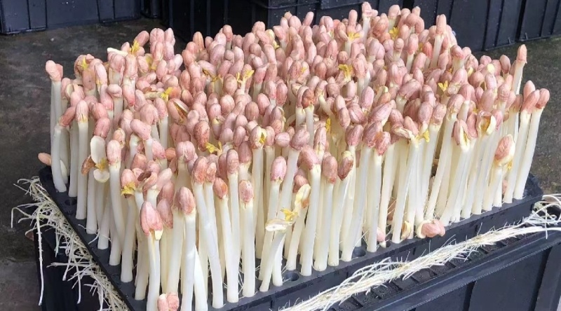 辽宁精品花生芽，以品质论价格，以诚信为本周边发货