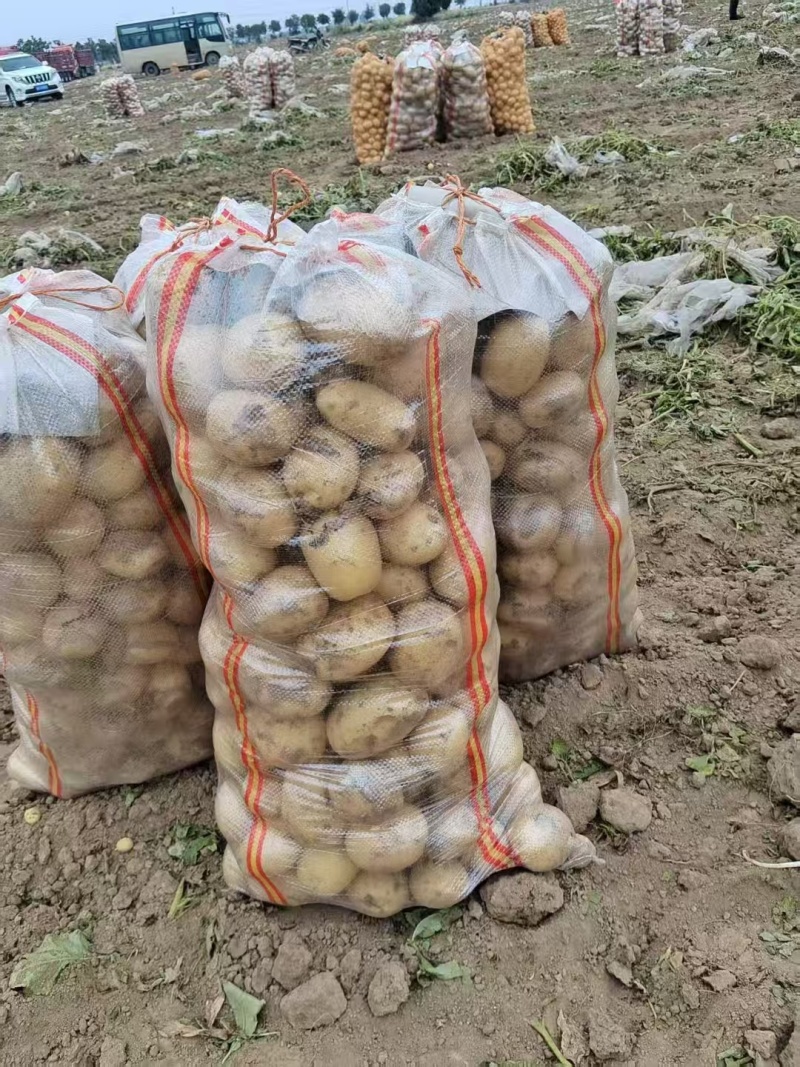 陕西精品土豆大量上市，支持各种包装，物美价廉，可以视频看