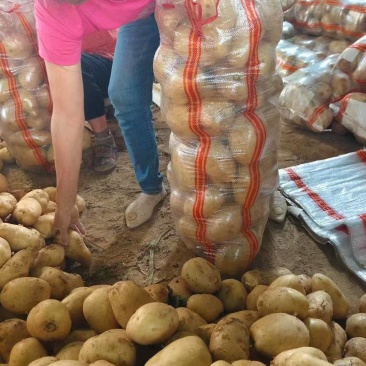 陕西精品土豆大量上市,支持各种包装,物美价廉,可以视频看