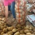 陕西精品土豆大量上市,支持各种包装,物美价廉,可以视频看