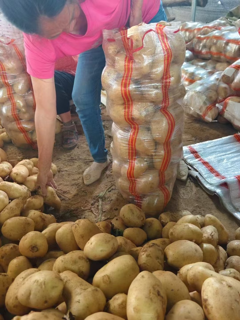 陕西精品土豆大量上市，支持各种包装，物美价廉，可以视频看