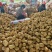 陕西精品土豆大量上市,支持各种包装,物美价廉,可以视频看