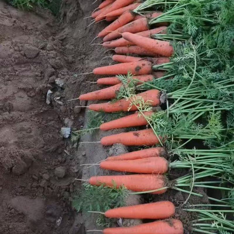 开封三红胡萝卜条形好水洗加工原产地发货质量保障