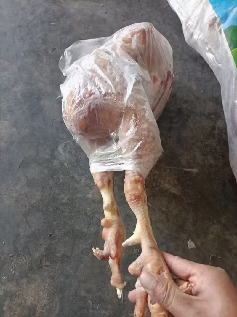一级种公鸡，老公鸡，种母鸡，公母通出单出都可以