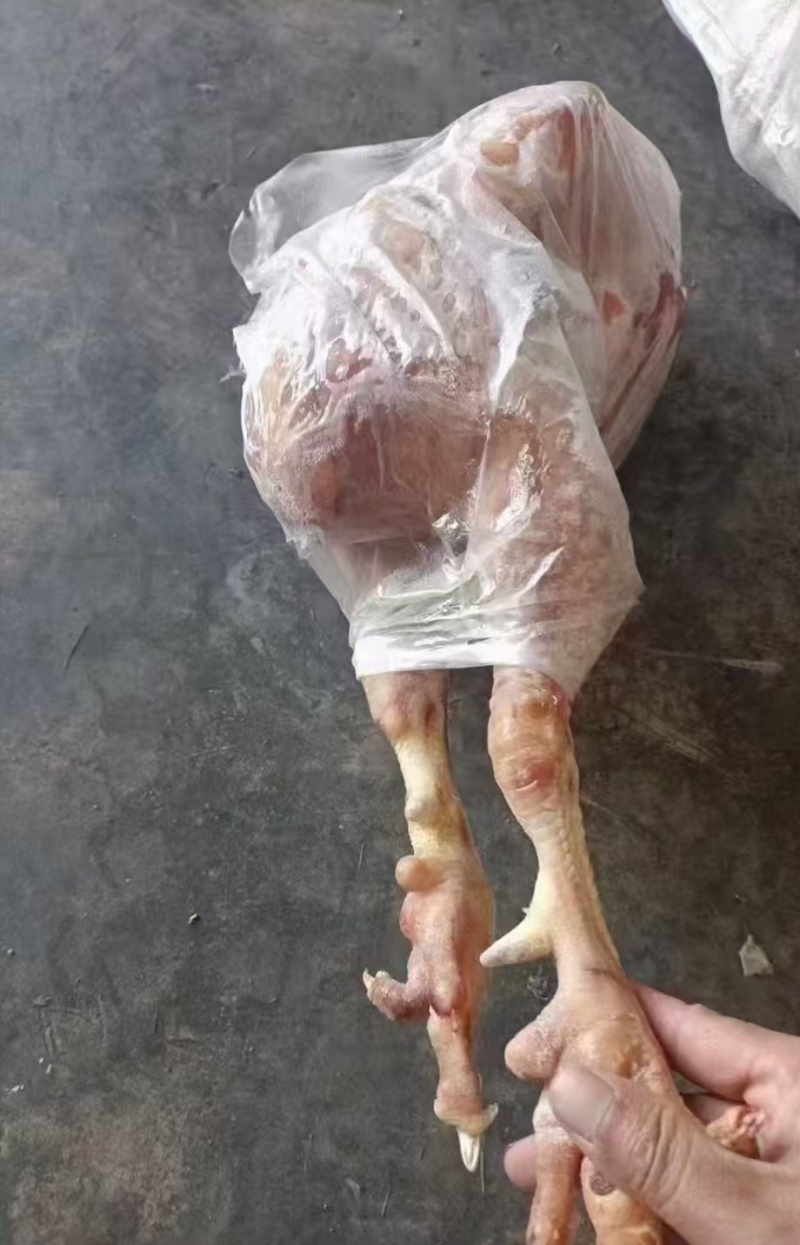 一级种公鸡，老公鸡，种母鸡，公母通出单出都可以