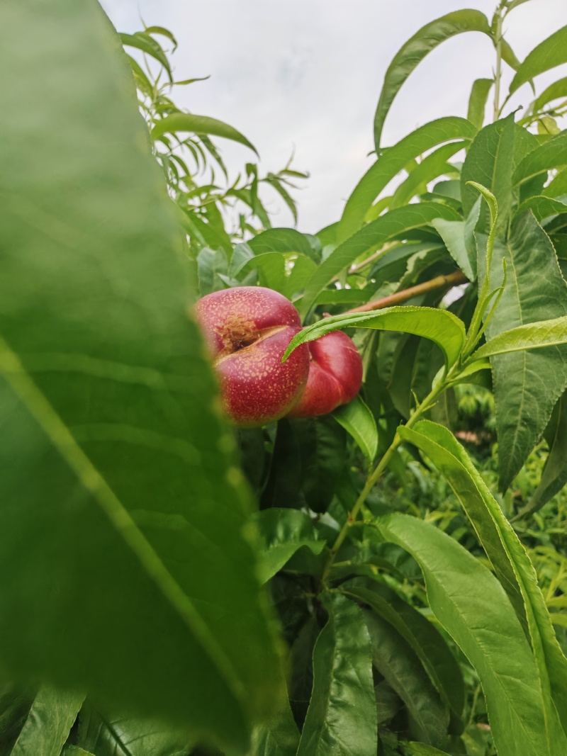 明月（纽扣）蟠桃10万斤左右，测糖15以上