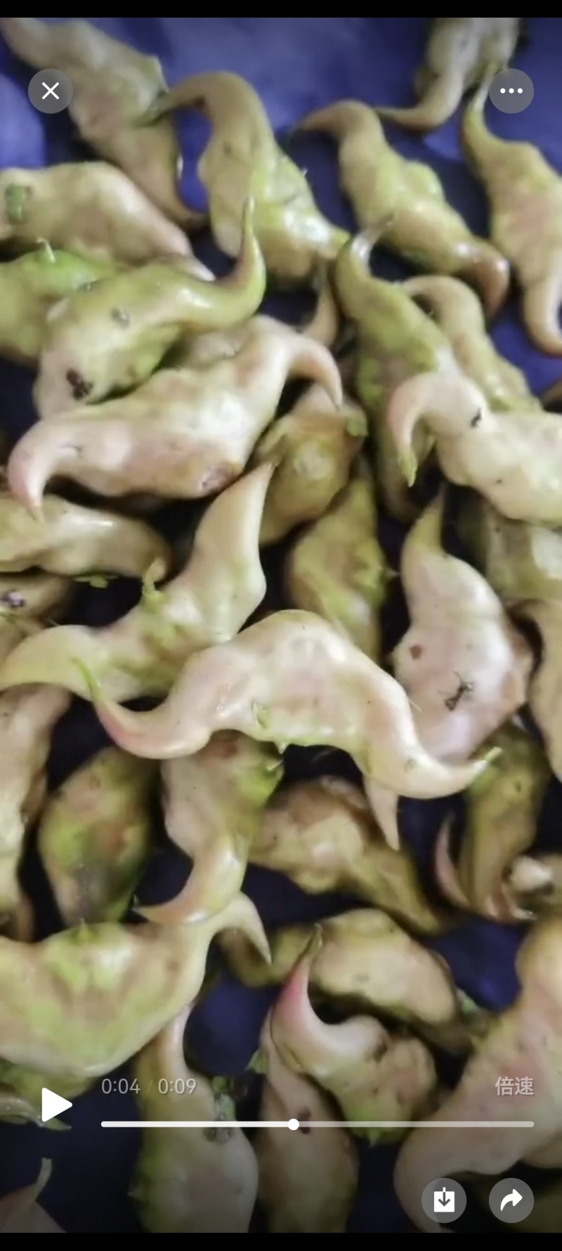 青菱角嫩菱角老菱角，产地直发量大从优欢迎新老顾客大驾光临