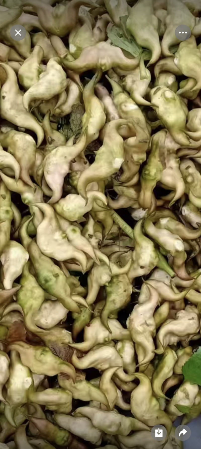 青菱角嫩菱角老菱角，产地直发量大从优欢迎新老顾客大驾光临