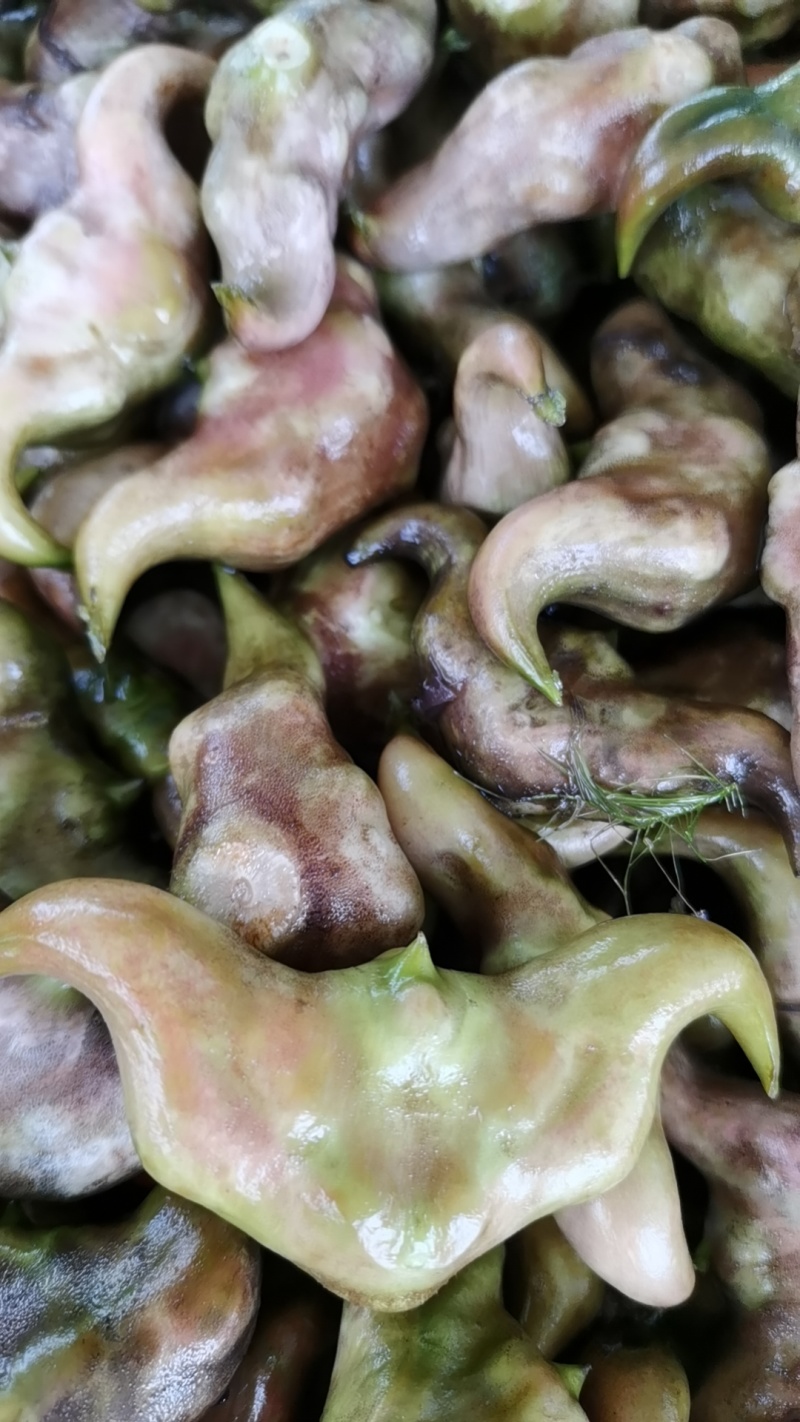 青菱角嫩菱角老菱角，产地直发量大从优欢迎新老顾客大驾光临
