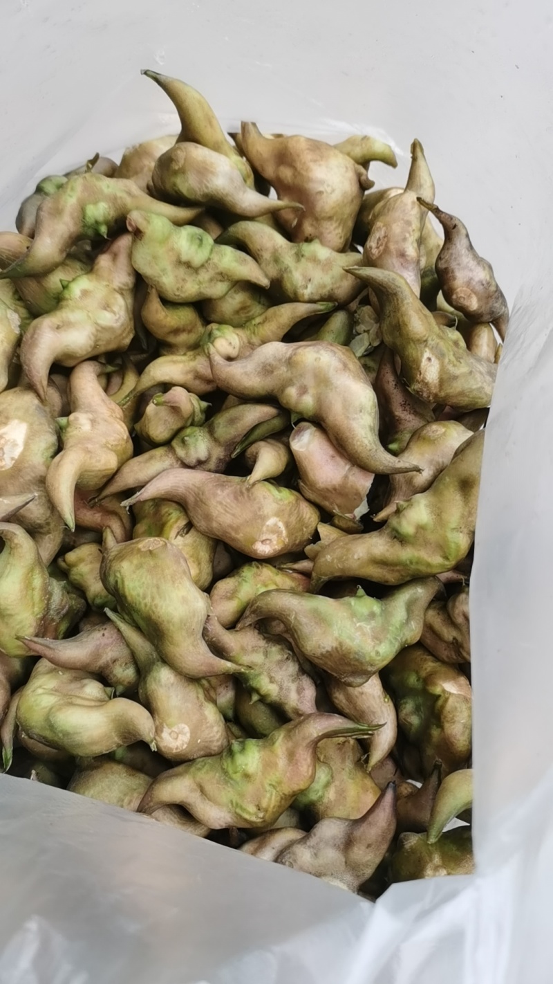 青菱角嫩菱角老菱角，产地直发量大从优欢迎新老顾客大驾光临