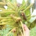 青菱角嫩菱角老菱角，产地直发量大从优欢迎新老顾客大驾光临