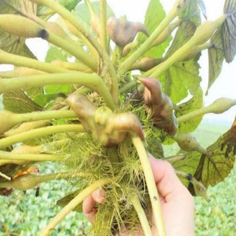 青菱角嫩菱角老菱角，产地直发量大从优欢迎新老顾客大驾光临