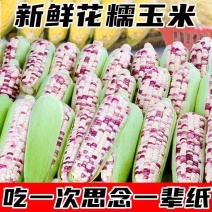 676花糯玉米甜玉米大量供应，货源充足，保质保量