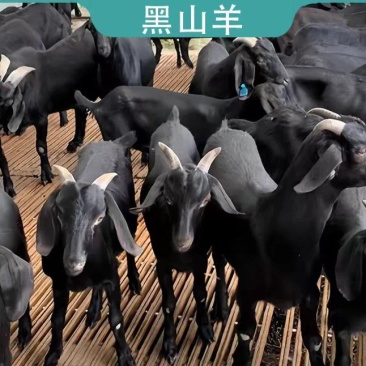 山羊黑山羊努比亚黑山羊