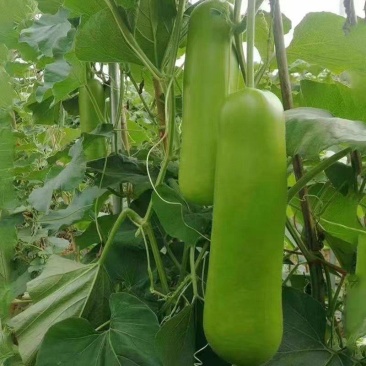 瓠子，瓠瓜，场地一手货源充足量大