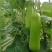 瓠子，瓠瓜，场地一手货源充足量大