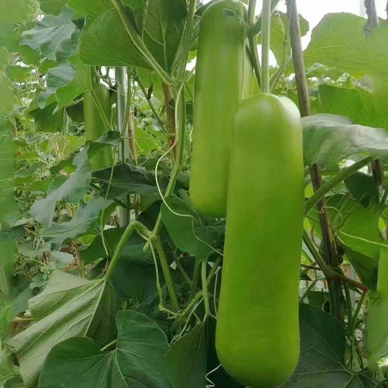 瓠子，瓠瓜，场地一手货源充足量大
